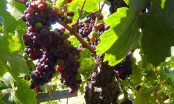 Zinfandel grapes vine