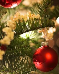 Harvesting evergreens for holiday decorations, Illinois Extension