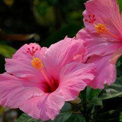 pink hibiscus flowers