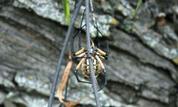 Brazilian wandering spider