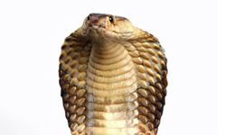 King cobra