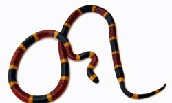 The coral snake closely resembles the non-venomous king snake, which plays into the king snake's favor.