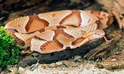 The copperhead adapts easily to living near humans, even in cities.