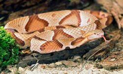 Copperhead