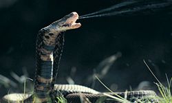 Mozambique spitting cobra