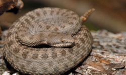 Rattlesnake