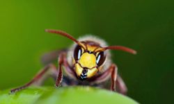 The yellow jacket may be small, but its venomous sting is still painful.