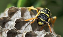 Paper wasp