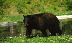 brown bear walking by river