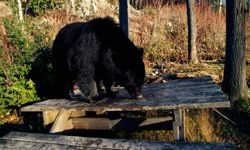 bear foraging in picnic area