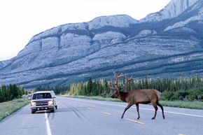 An elk crosses in front of a vehicle on a road that runs through Jasper National Park in Alberta, Canada.