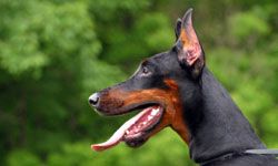 Doberman pinshcer