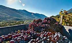 grape harvest