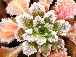 This plant is keeping its shape and color -- even while covered in ice. See pictures of famous gardens.