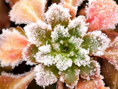 frozen plant