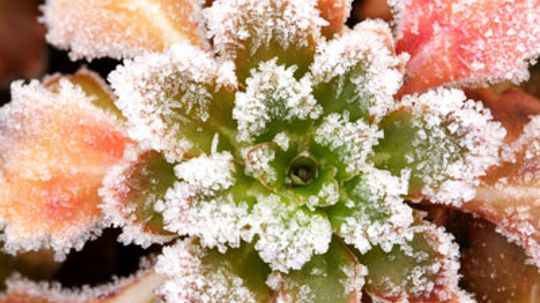 Top 10 Winter Plants