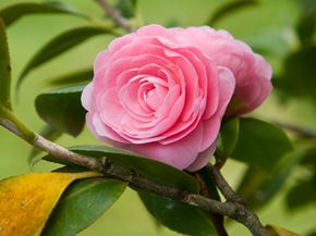 A camellia.&nbsp;