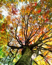 A Japanese maple.&nbsp;