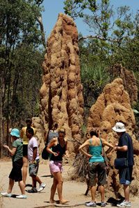 Tourists may admire the beauty of termite mounds, but in a worst case scenario, they should eat the insect.