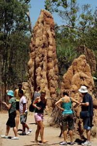 Termites