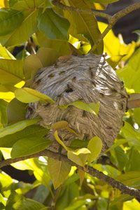 If you see a wasp nest like this one, stay away from it.