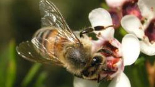 12 Odd Beauty Products Throughout History