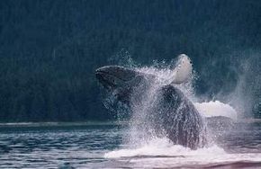 Wildlife of humpback whale in watery nature.