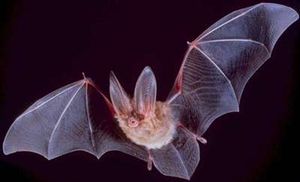 13 Incredible Bat Facts