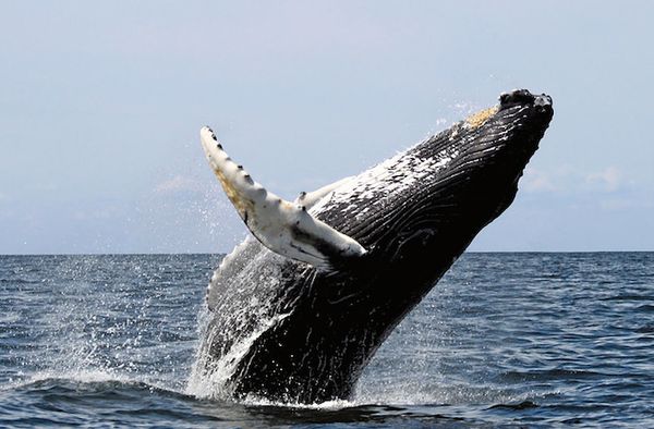 Majestic humpback whale in oceanic nature.