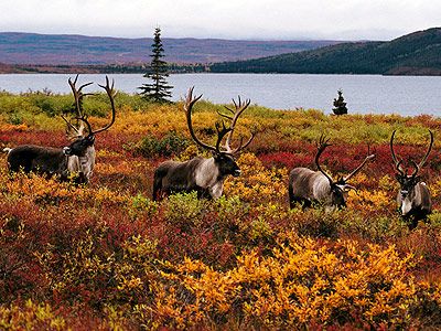 caribou herd