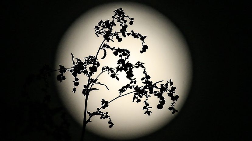 full moon behind a tree, Turkey