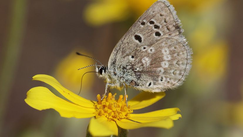 Boisduval’s Blue