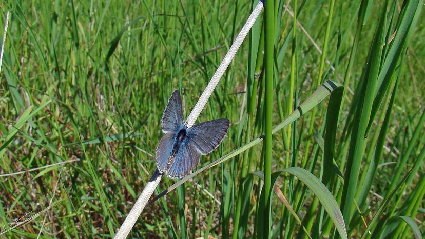 Fender's blue butterfly