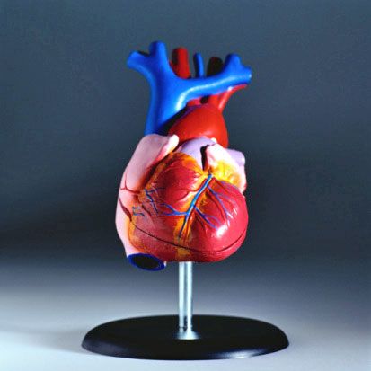 Medical heart model