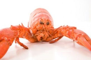 Boiling Lobsters Alive Is Cruel, Says Swiss Government | HowStuffWorks