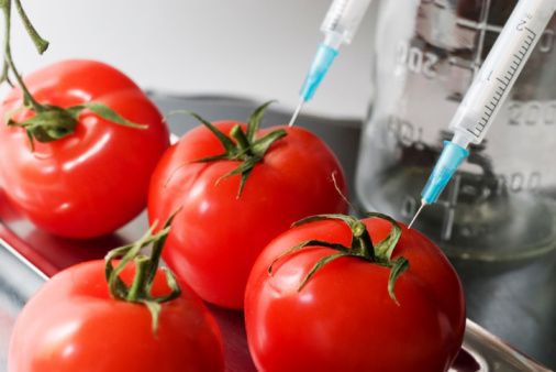 genetically modified tomato