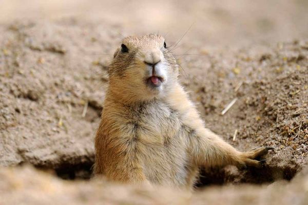 Wild mammals living in nature: Prairie Dogs.