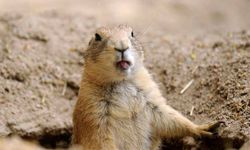 Sure, prairie dogs are cute -- but they can also carry bubonic plague.