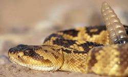 A frightened rattlesnake will probably just give you a little "love bite" to warn you away.”border=