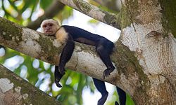 A White-Faced Capuchin rests on tree branch in the Costa Rica rainforest canopy.