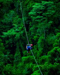 A tourist 'zips' over the top of the rainforest, one of the most popular tourist activities in Costa Rica.