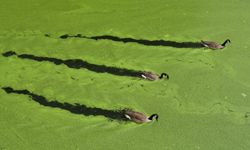 Canada geese swim along a stretch of the Regent's Canal in Camden amidst green algae on Aug. 2, 2011 in London, England.