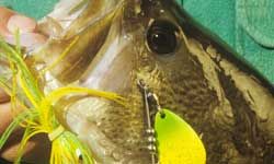 Articles about Jigs, Spinnerbaits, Buzzbaits by Brad Wiegmann