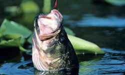 KVD Isn't Always Reel Fast  The Ultimate Bass Fishing Resource Guide® LLC