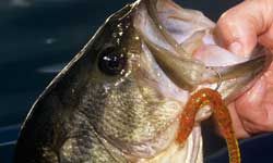 Why Using Gold-Bladed Spinnerbaits is Best  The Ultimate Bass Fishing  Resource Guide® LLC