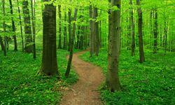 Wooded path