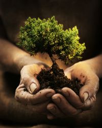 Buy the application A Real Tree and you'll help fight global warming one tree at a time.
