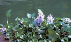 The water hyacinth demonstrates an impressive aptitude for filtration.