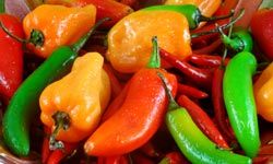 colorful and spicy chile peppers