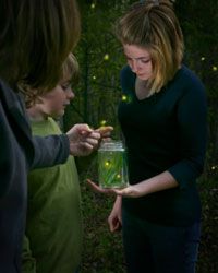 Fireflies are nature's flashlights!